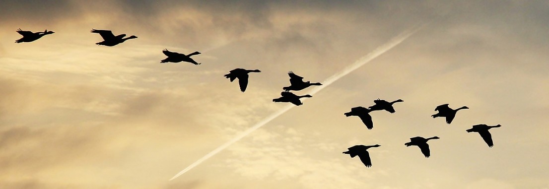 Free as a bird Freedom